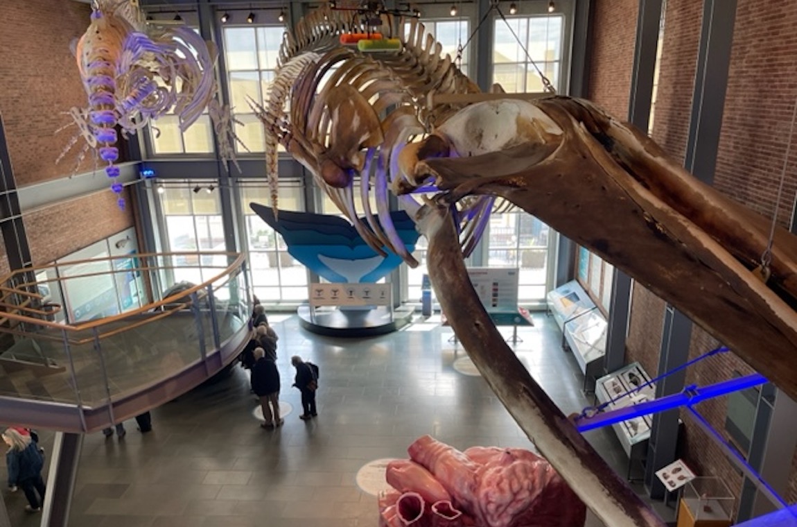 The right whale skeleton that hangs in the whaling museum lobby.